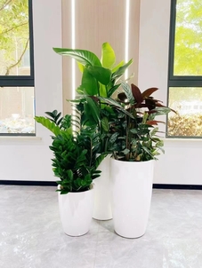 专业盆景租摆，领略宁波镇海的自然之美！